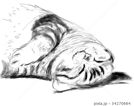 ネコ　イラスト 34270664