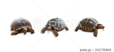African spurred tortoise isolated on white 34270869