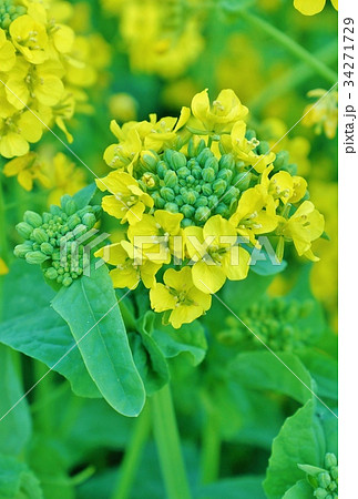 春の背景素材 浜離宮庭園内の菜の花の花蕾と緑の葉 ベタ縦位置アップの写真素材