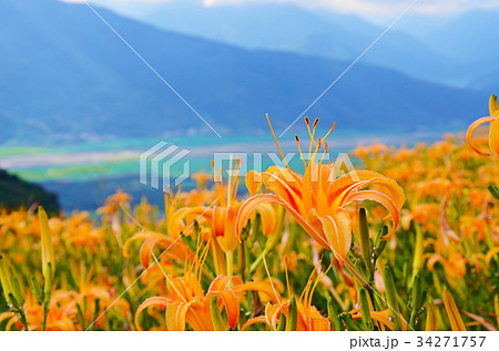 花 フラワー お花 34271757