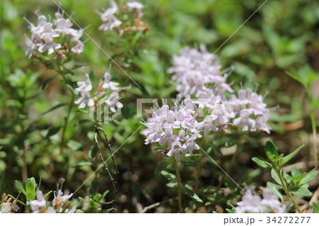 イブキジャコウソウ 34272277