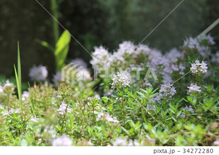 イブキジャコウソウ 34272280