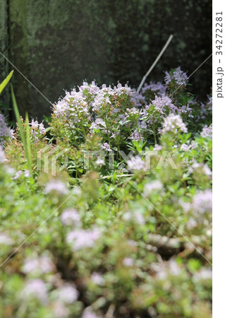 イブキジャコウソウ 34272281