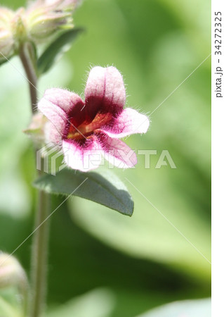 カイケイジオウ カイケイジオウ 34272325