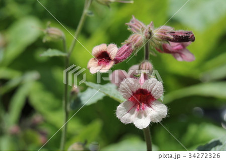 カイケイジオウ 34272326