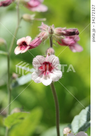 カイケイジオウ カイケイジオウ 34272327