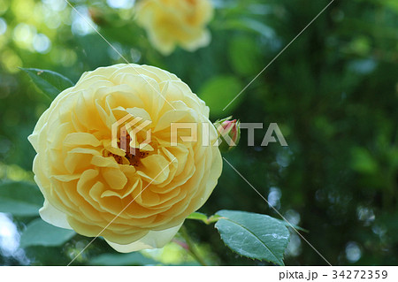 黄色いイングリッシュローズ 34272359