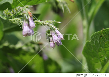 ヒレハリソウ 34272364