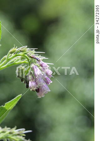 ヒレハリソウ 34272365