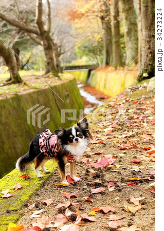 秋色チワワ 34273224