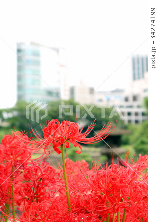 旧芝離宮恩賜庭園の彼岸花（9月）東京都港区 34274199