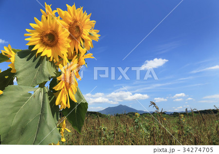筑波山とひまわり 34274705