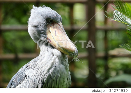 ハシビロコウ ハシビロコウ 34274959