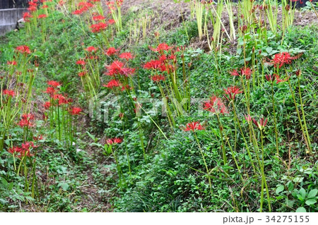 彼岸花（ヒガンバナ） 34275155