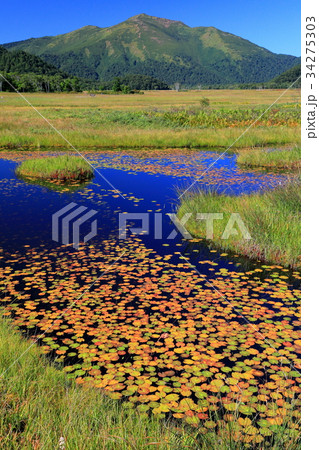 ヒツジグサ浮かぶ尾瀬ケ原・竜宮の池塘と至仏山 34275303