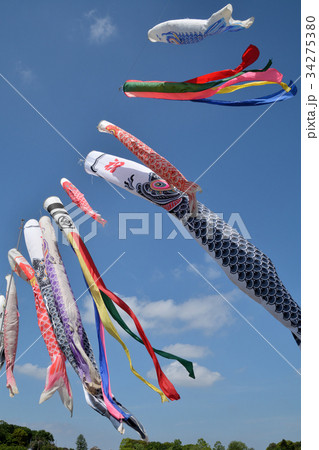 見沼田圃：青空に泳ぐ鯉のぼり 34275380