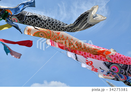 見沼田圃：青空に泳ぐ鯉のぼり 34275381