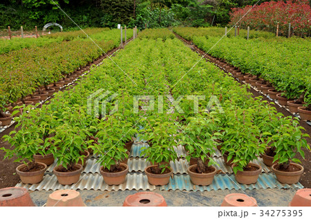 見沼田圃:南部領辻 植木生産地 見沼田圃:南部領辻 植木生産地 34275395