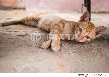 Portrait of a cute cat 34275437