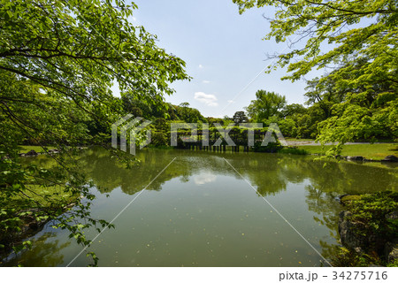 仙洞御所　南池　八ッ橋と藤棚 34275716