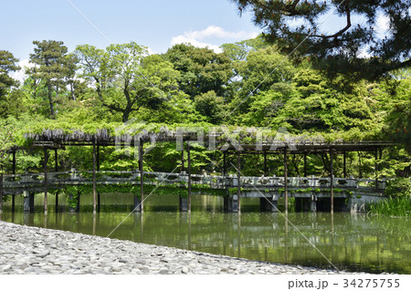 仙洞御所　南池　八ッ橋と藤棚 34275755