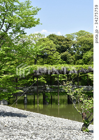 仙洞御所 南池 八ッ橋と藤棚 仙洞御所 南池 八ッ橋と藤棚 34275759