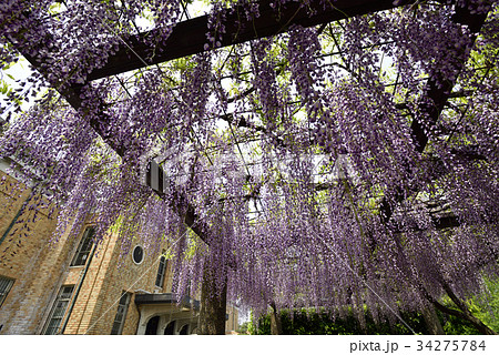 京都市美術館　庭園（藤棚） 34275784