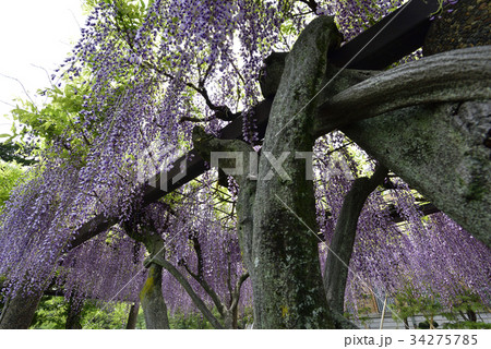 京都市美術館 庭園(藤棚) 京都市美術館 庭園(藤棚) 34275785