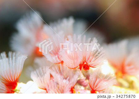 オオシライトゴカイ オオシライトゴカイ 34275870