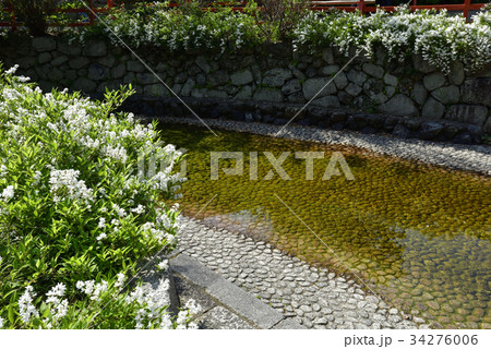 下鴨神社　みたらし池 34276006