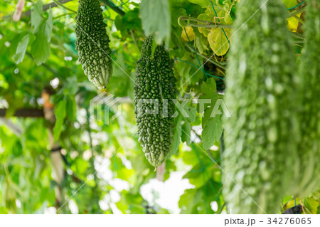 ゴーヤ（家庭菜園） 34276065
