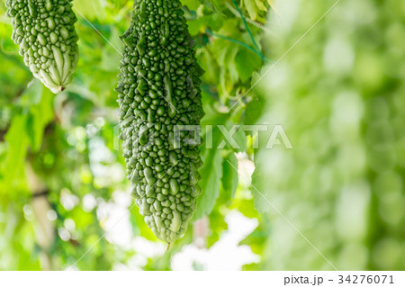 ゴーヤ 家庭菜園 の写真素材 ゴーヤ 家庭菜園 の写真素材