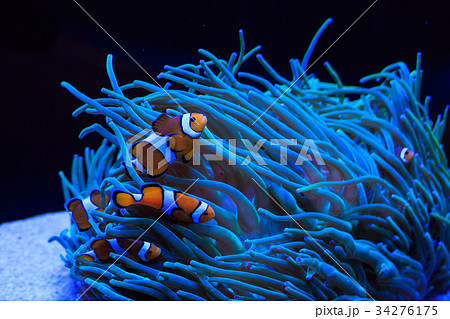 イソギンチャクとクマノミ 34276175