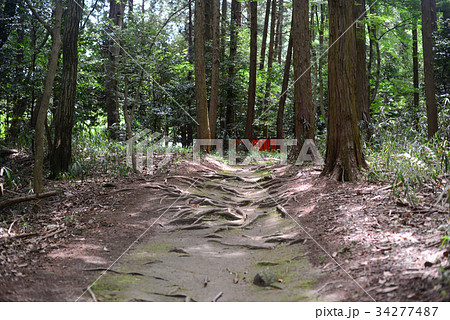鷺森神社の杜 鷺森神社の杜 34277487