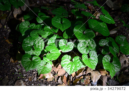 フタバアオイ-5 フタバアオイ-5 34279072