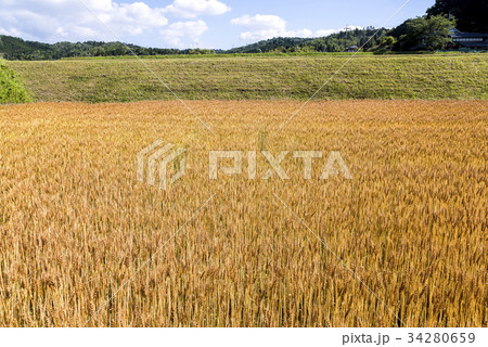黄金色に稔った麦畑 34280659