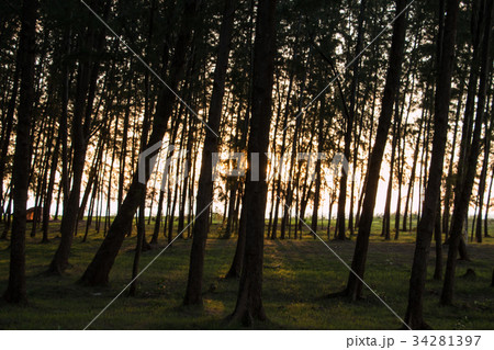 Sunrise along the pine. 34281397