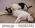 Black and white brown cat sleeping on the floor. 34282382