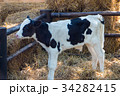 Calf on the farm. 34282415