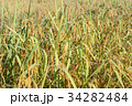 Paddy 34282484