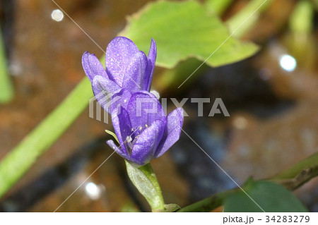 自然 植物 コナギ、美しい花です。一日花のようで開花しているのを見られるのは午前中 自然 植物 コナギ、美しい花です。一日花のようで開花しているのを見られるのは午前中 34283279