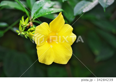 黄色のアリアケカズラの花 黄色のアリアケカズラの花 34284239