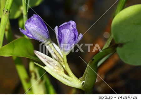 自然 植物 コナギ、茎から短い花茎が伸びて数個の花を咲かせます 自然 植物 コナギ、茎から短い花茎が伸びて数個の花を咲かせます 34284728
