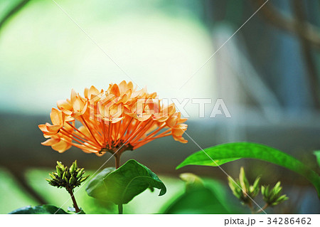 イソクラ・キネンシスの花 34286462