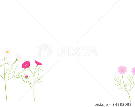 コスモスの背景 白 花のイラスト のイラスト素材 3492
