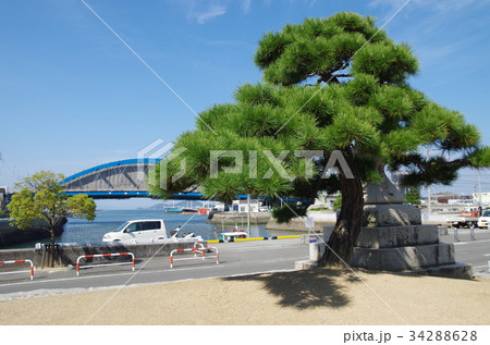 公園の青い松 34288628