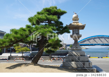 公園の青い松と灯籠 34288630