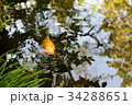 日本庭園の錦鯉 34288651