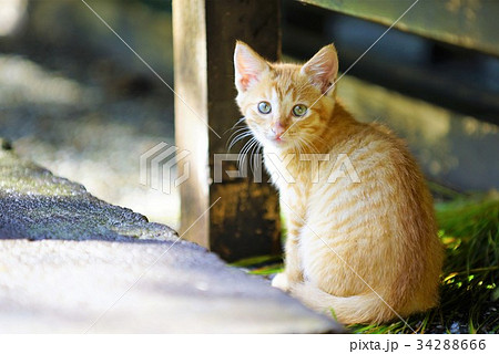 子猫 子猫 34288666