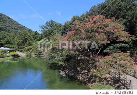 栗林公園 偃月橋近くの百日紅の写真素材 3428